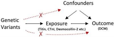 Exploring the etiology of dilated cardiomyopathy using Mendelian randomization